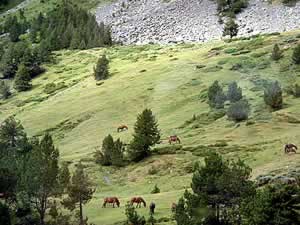 MOUNTAINSIDE , PALLARS SOBIRÀ